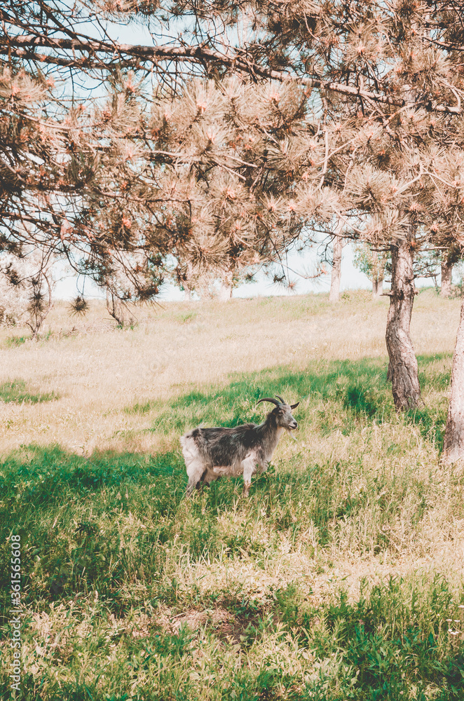 goat graze in the field goat graze in the field