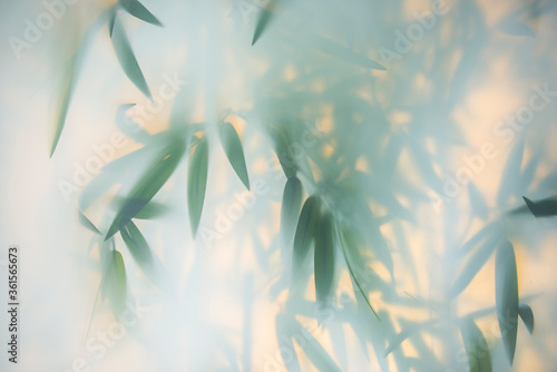 Green bamboo in the fog with stems and leaves behind frosted glass © Raman Maisei