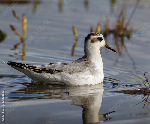 Grey Phalarope, Phalaropus fulicarius cruising past on the shoreline among grass and reeds searching for food in the shallow water. Taken at Stanpit Marsh UK photo