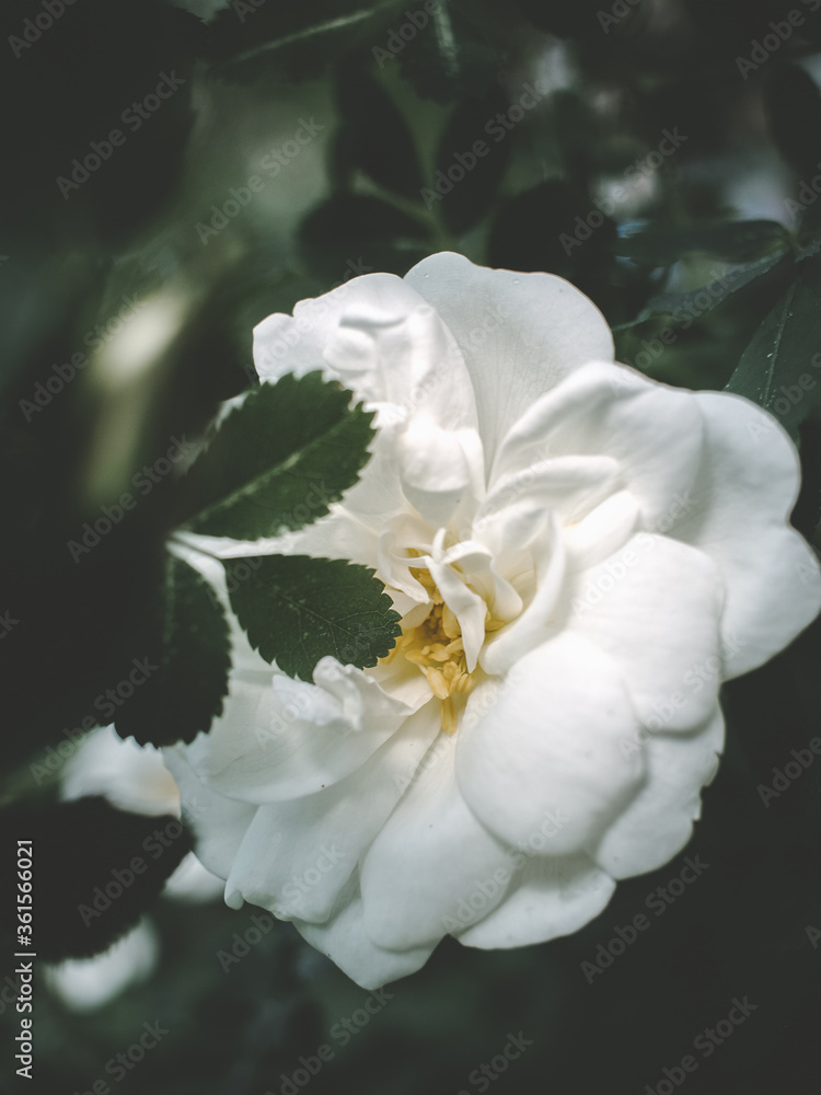 Obraz premium garden white rose