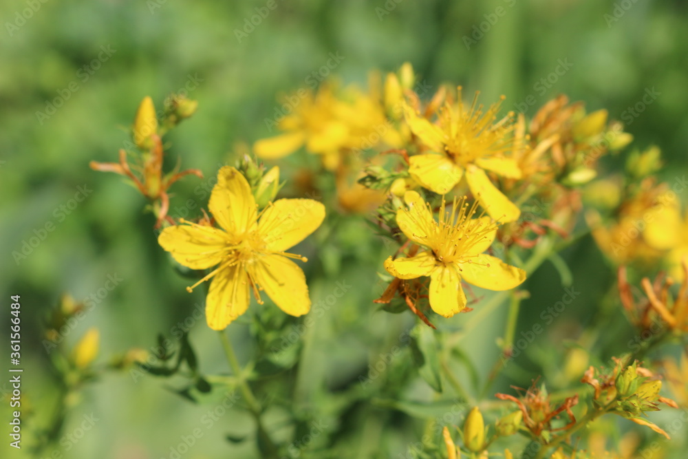 Obraz premium Bright yellow hypericum flowers blooming in the summer meadow