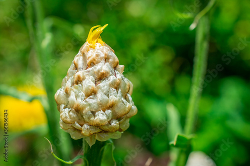 yellow flower of a plant photo