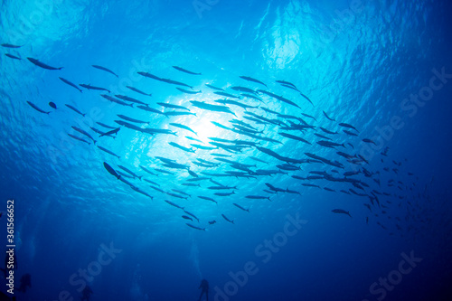underwater world and school of fish photo