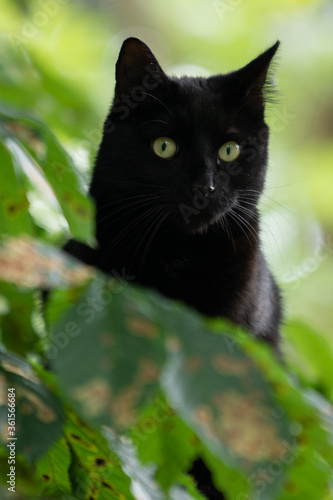 Closeup of black cat hiding behind the leaves of a chestnut tree