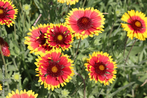  Bright rudbeckia bloom in the garden in summer