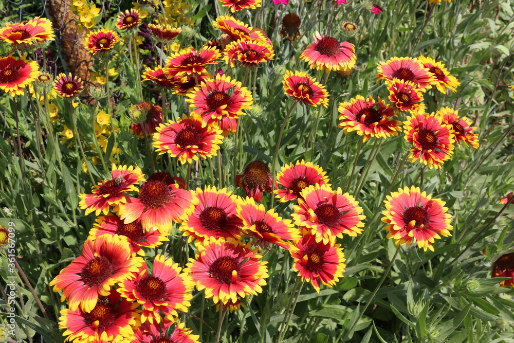 
Bright rudbeckia bloom in the garden in summer