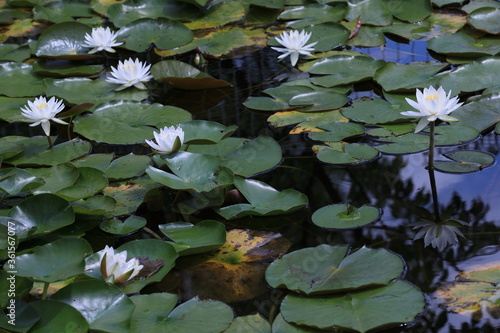 池を覆う白い睡蓮