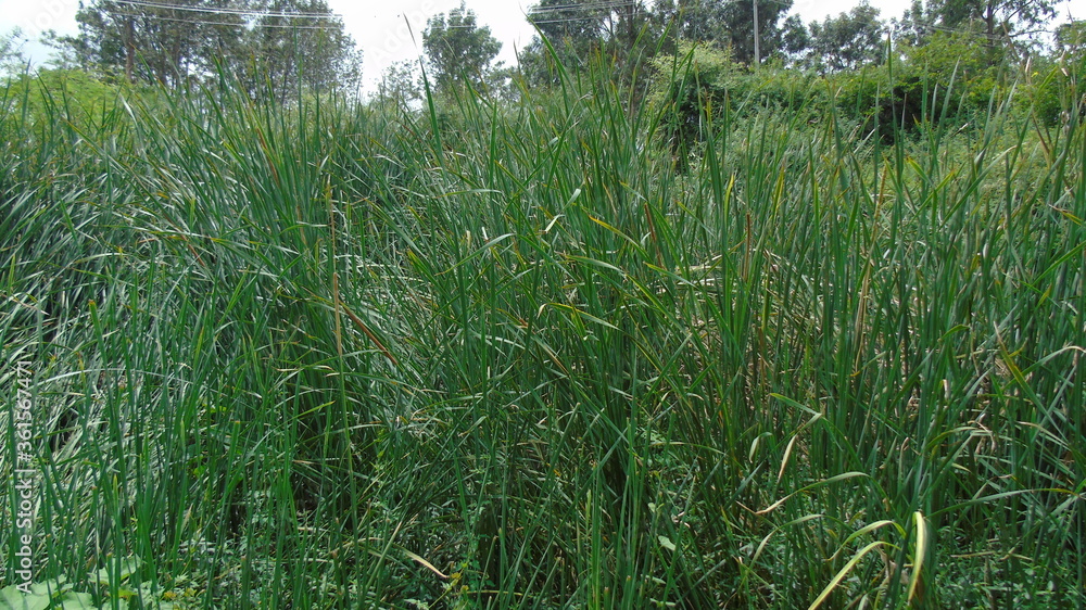 Fototapeta premium green grass in the wind