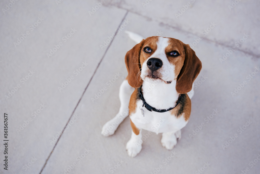 top view of cute beagle dog outdoors sitting on the ground. Pets concept
