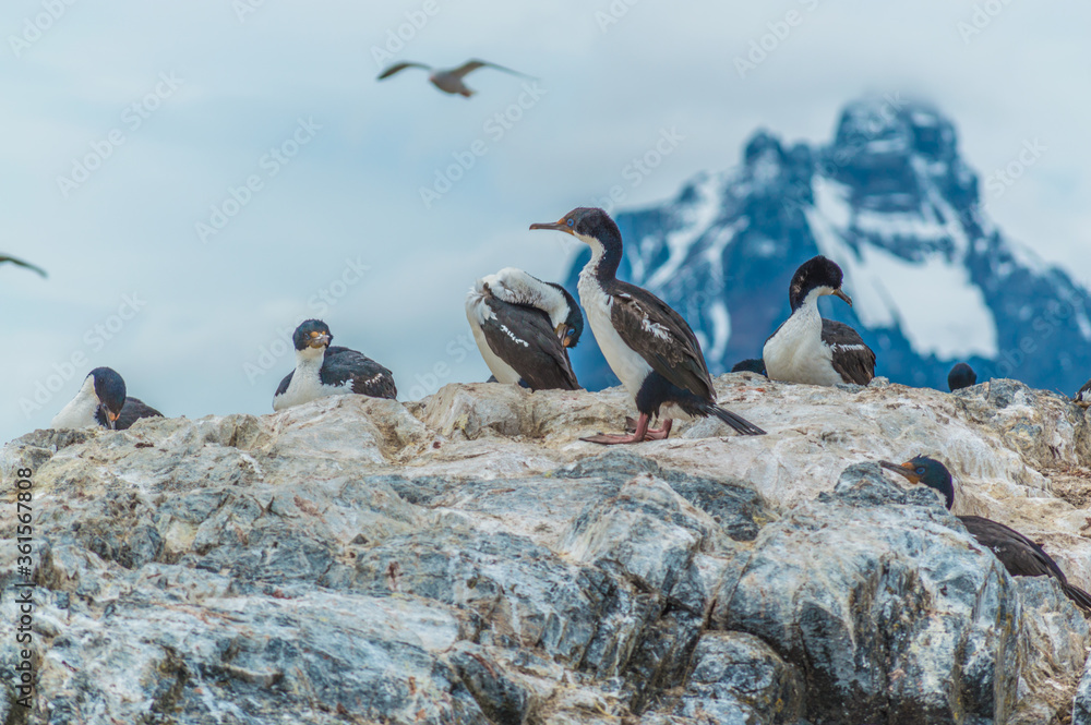 Fototapeta premium Insland of the Penguins in Ushuaia
