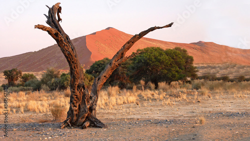 Namibia  Namib Desert  Dune 45
