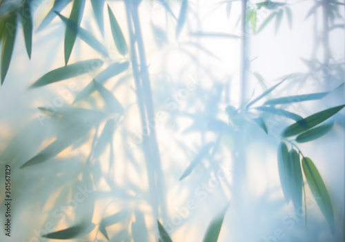 Fototapeta Naklejka Na Ścianę i Meble -  Green bamboo in the fog with stems and leaves behind frosted glass