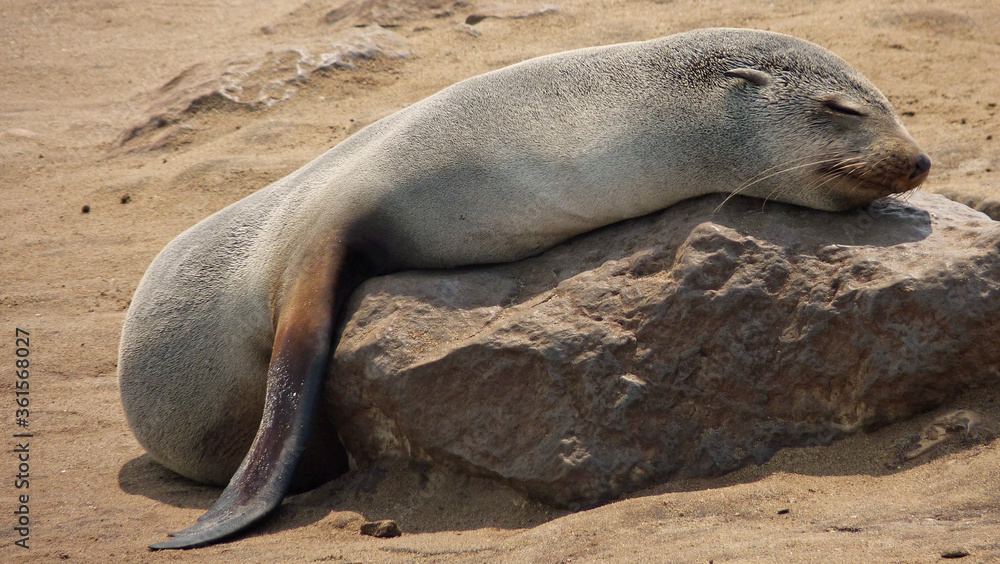 Obraz premium Namibia, Cape Cross Seal Reserve, Sea lion sleeps lying on rock
