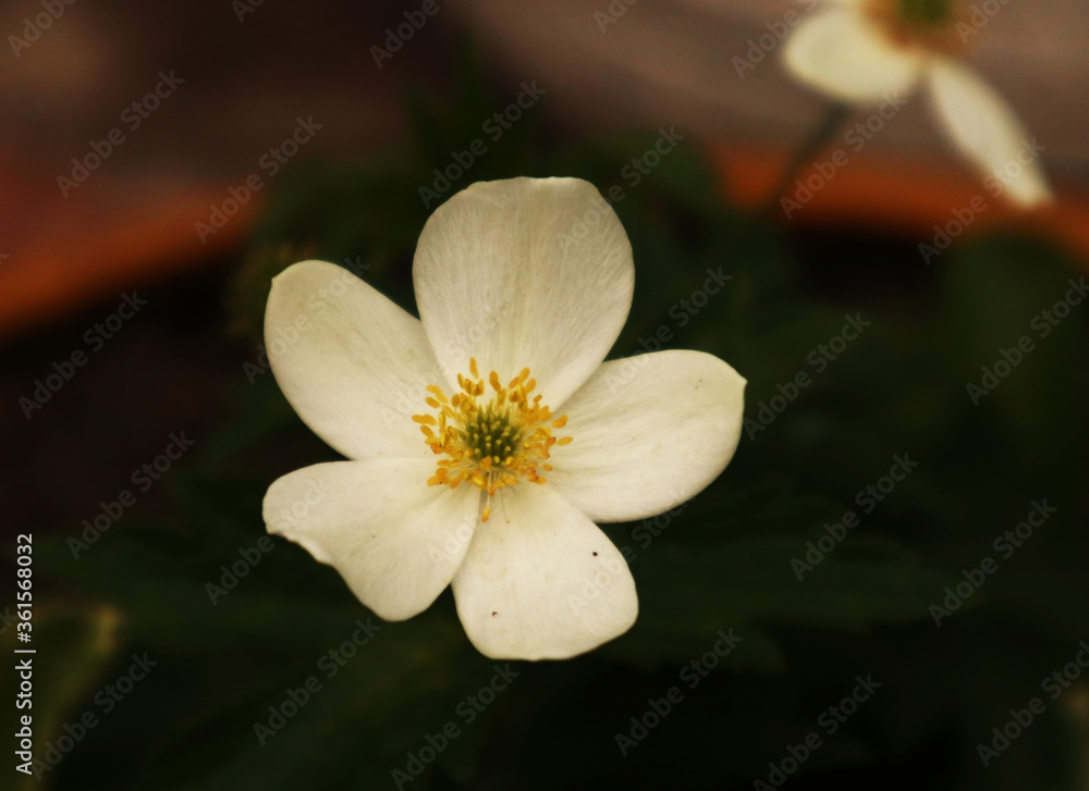 Белый цветок