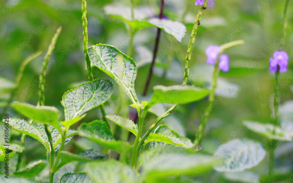 Velvetberry or Stachytarpheta mutabilis plant in the garden. Velvetberry or Stachytarpheta mutabilis plant in the garden.