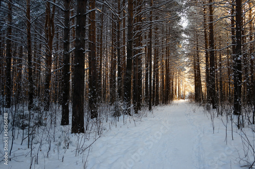 Bright light at the end of a dense pine alley. Winter coniferous forest. Fairytale, mystical, atmospheric, fantasy. Shadows in the forest. Pine, spruce, cedar. Long tree trunks.