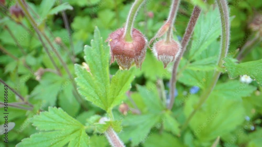 Top view of bee sucking the flowers of the Geum rivale or water avens Top view of bee sucking the flowers of the Geum rivale or water avens