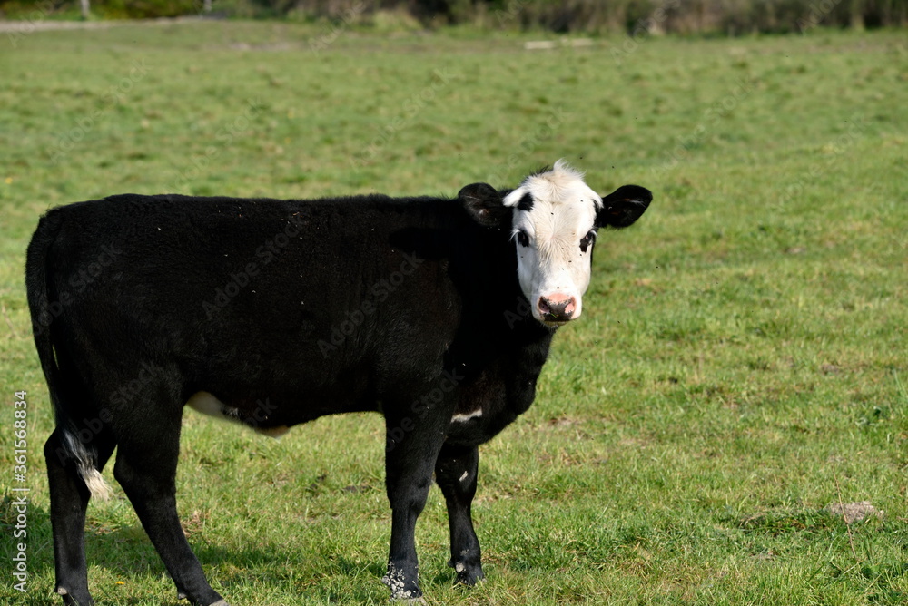the bull is grazing in a meadow the bull is grazing in a meadow