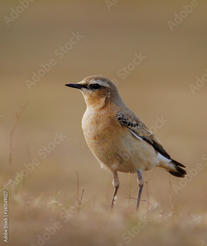 Profile Shot Of A Wheatear, Oenanthe oenanthe, Standing Upright On A Grassy Sand Dune Looking For Insects, Food. Taken at Stanpit Marsh UK