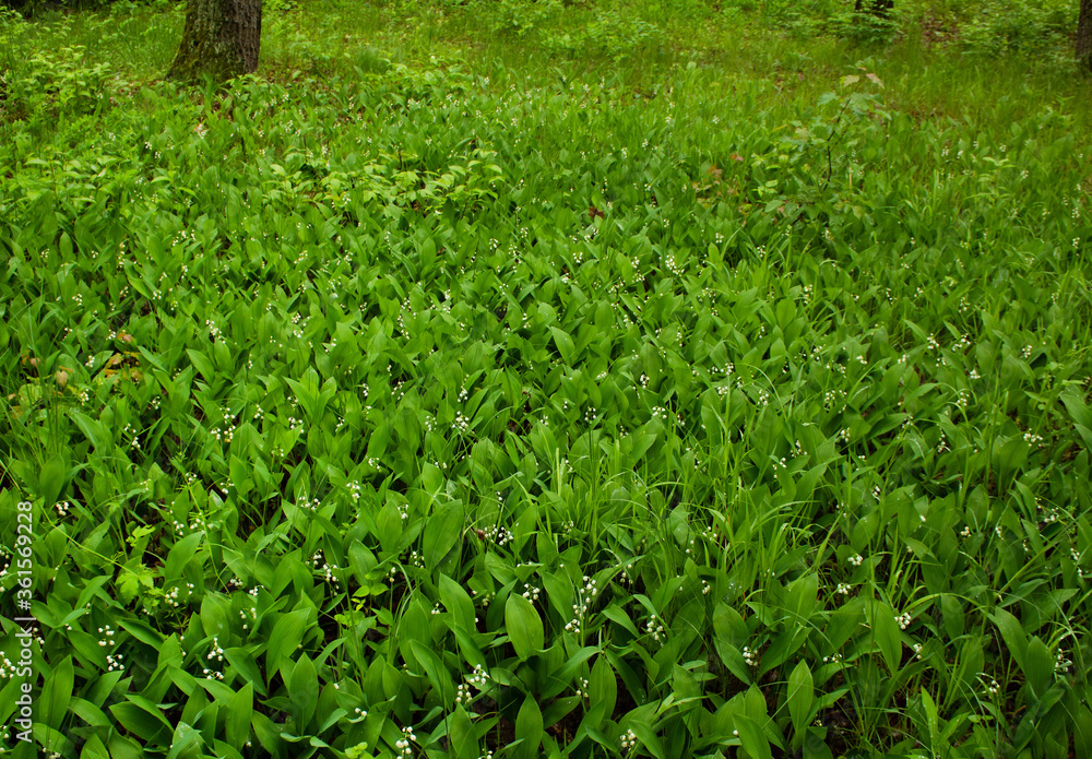 A large meadow of white lilies of the valley in the forest in early summer A large meadow of white lilies of the valley in the forest in early summer