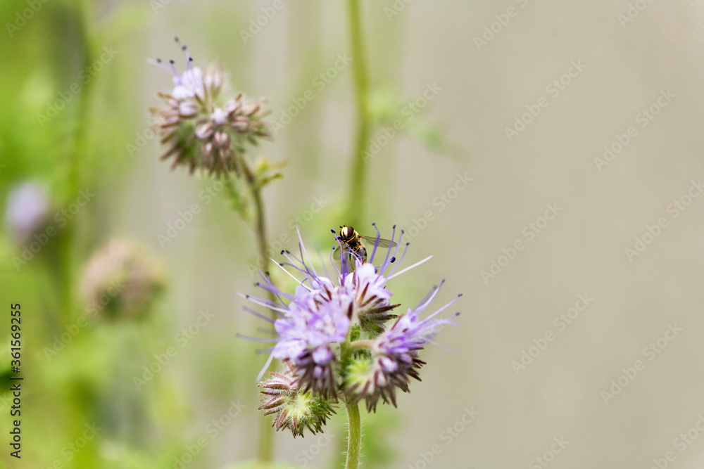 Makroaufnahme einer Schwebfliege an lila Blüte
