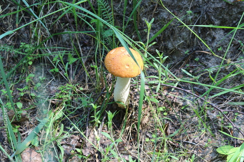  Boletus mushroom growing in the grass in a forest glade