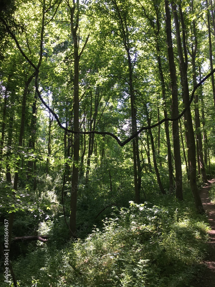 Fototapeta premium path in the forest