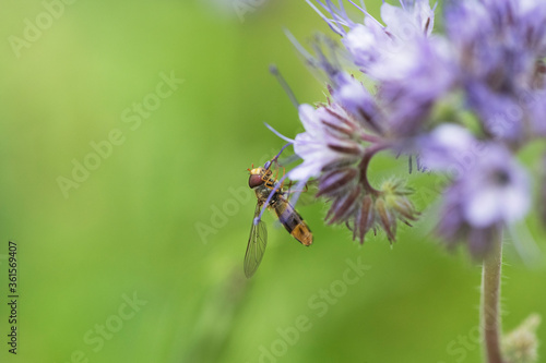 Makroaufnahme einer Schwebfliege an lila Blüte © natros