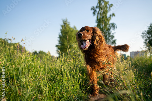 Obraz na plátně A joyful dog runs along a path surrounded by grass