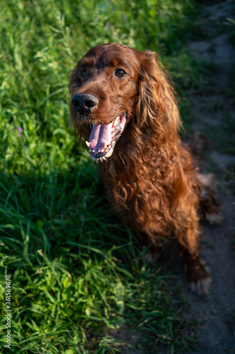 Irish red setter dog portrait on grass background