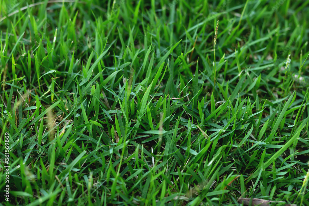 The texture of green grass for the background The texture of green grass for the background