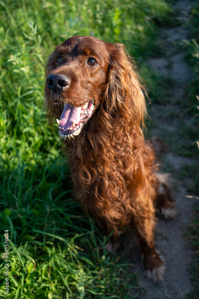 Irish red setter dog portrait on grass background Irish red setter dog portrait on grass background
