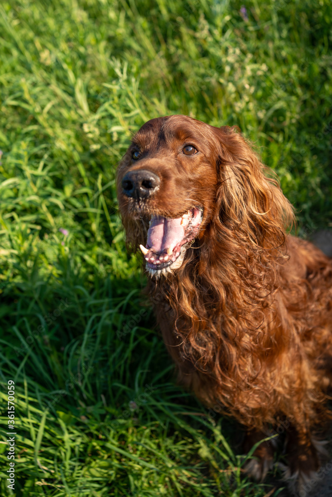 Irish red setter dog portrait on grass background Irish red setter dog portrait on grass background