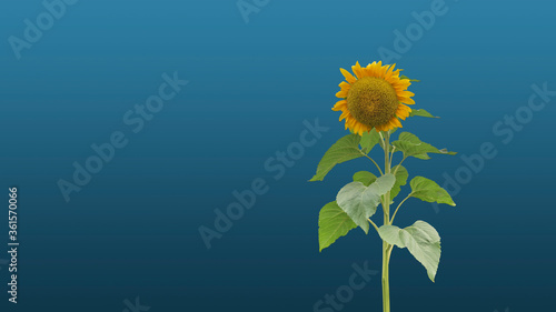 Background yellow sunflower in summer