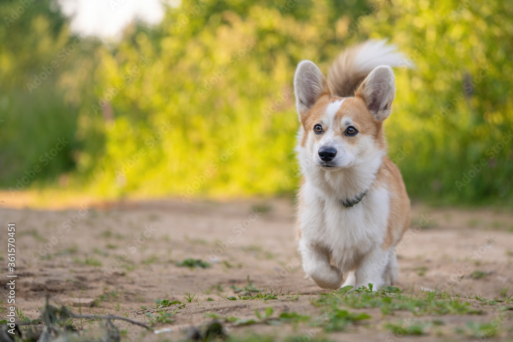 Cute Corgi dog runs along the track for a walk on the outdoors