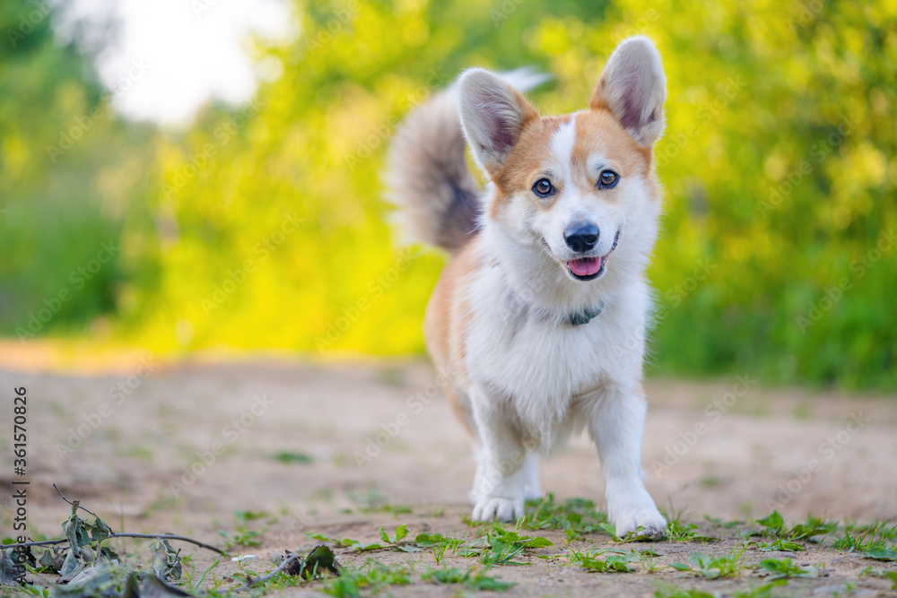 Cute Corgi dog runs and smiles. Little happy puppy on a walk Cute Corgi dog runs and smiles. Little happy puppy on a walk