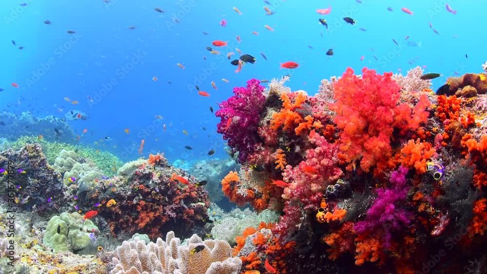 tropical reef fish and scuba diving in colourful corals 