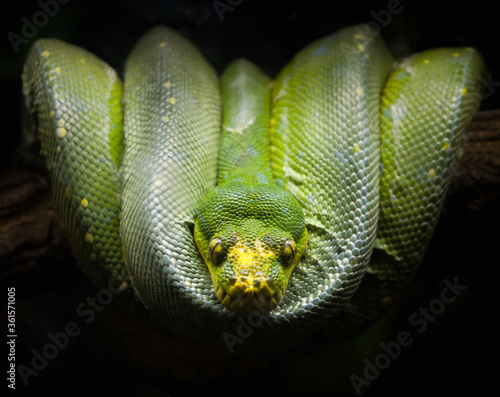 Fotografie Green python (morelia viridis) coiled on a tree branch