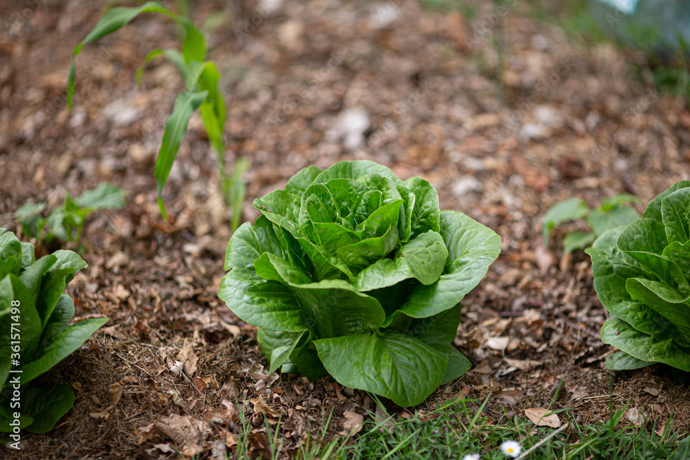 Green salad lettuce romaine grows in kitchen garden. Mulching vegetable beds with leaves and grass.
Green salad lettuce romaine grows in kitchen garden. Mulching vegetable beds with leaves and grass.
