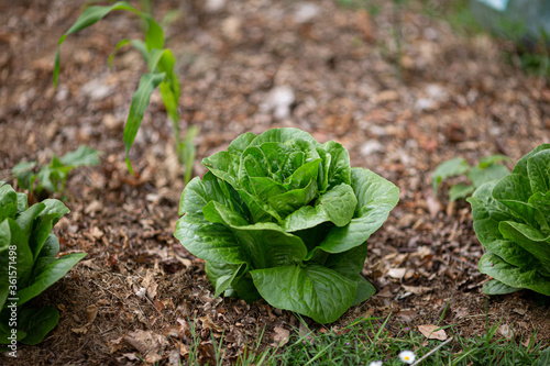 Green salad lettuce romaine grows in kitchen garden. Mulching vegetable beds with leaves and grass. 
