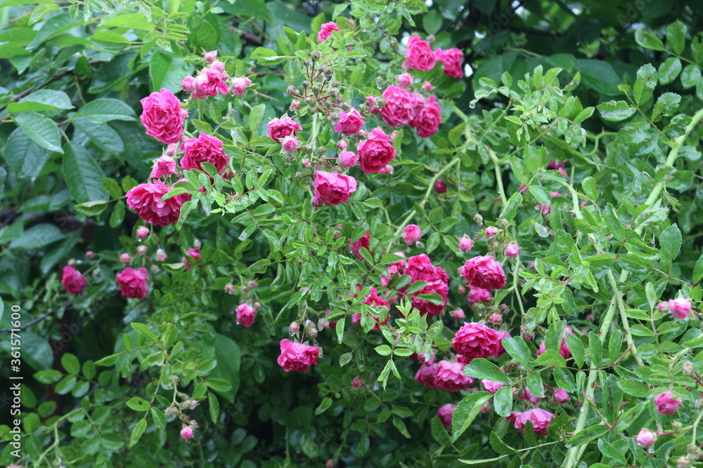 Small bright pink flowers blooming on a rose bush in a summer garden
Small bright pink flowers blooming on a rose bush in a summer garden