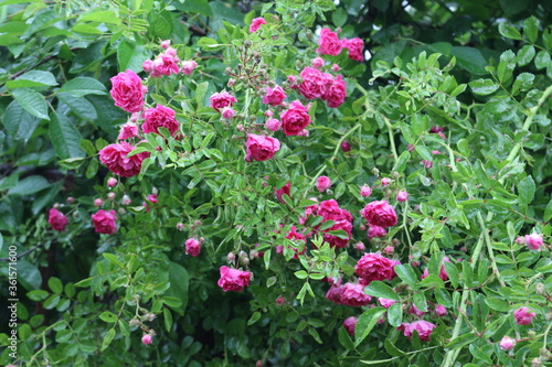 Wallpaper Mural 
Small bright pink flowers blooming on a rose bush in a summer garden Torontodigital.ca