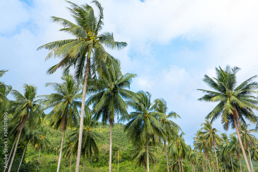 palm grove. Palm trees in the tropical jungle. Symbol of the tropics and warmth palm grove. Palm trees in the tropical jungle. Symbol of the tropics and warmth