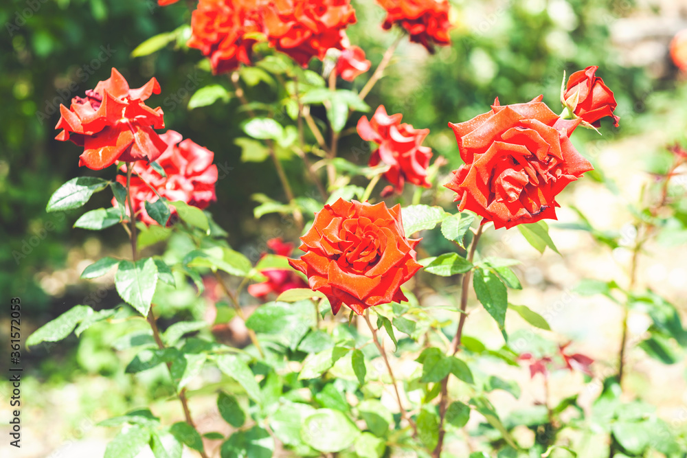 Red rose flower blooming in roses garden on background red roses flowers Red rose flower blooming in roses garden on background red roses flowers