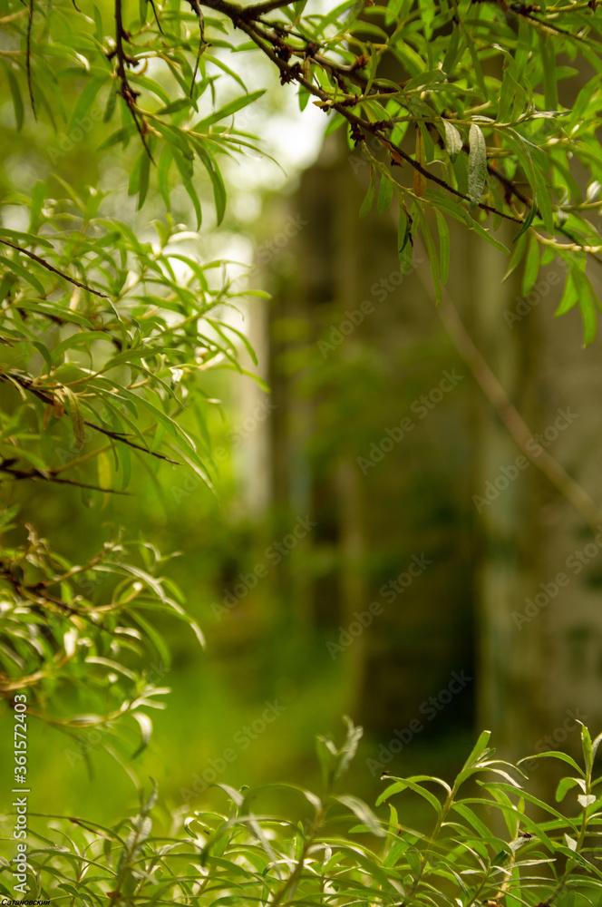 Obraz premium Overgrown factory