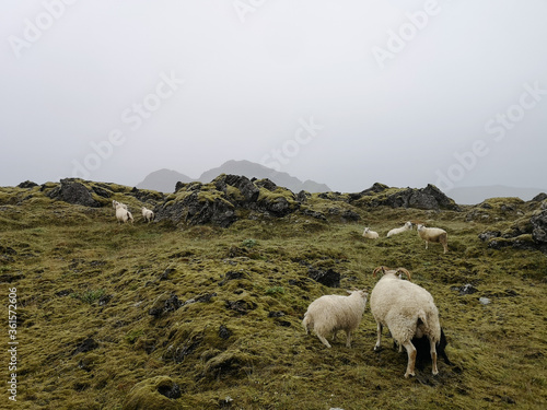 Sheeps in Inceland landscape