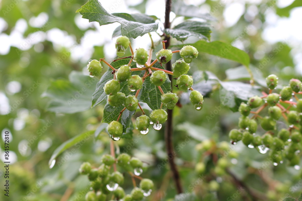 Raindrops hanging on green berries of viburnum