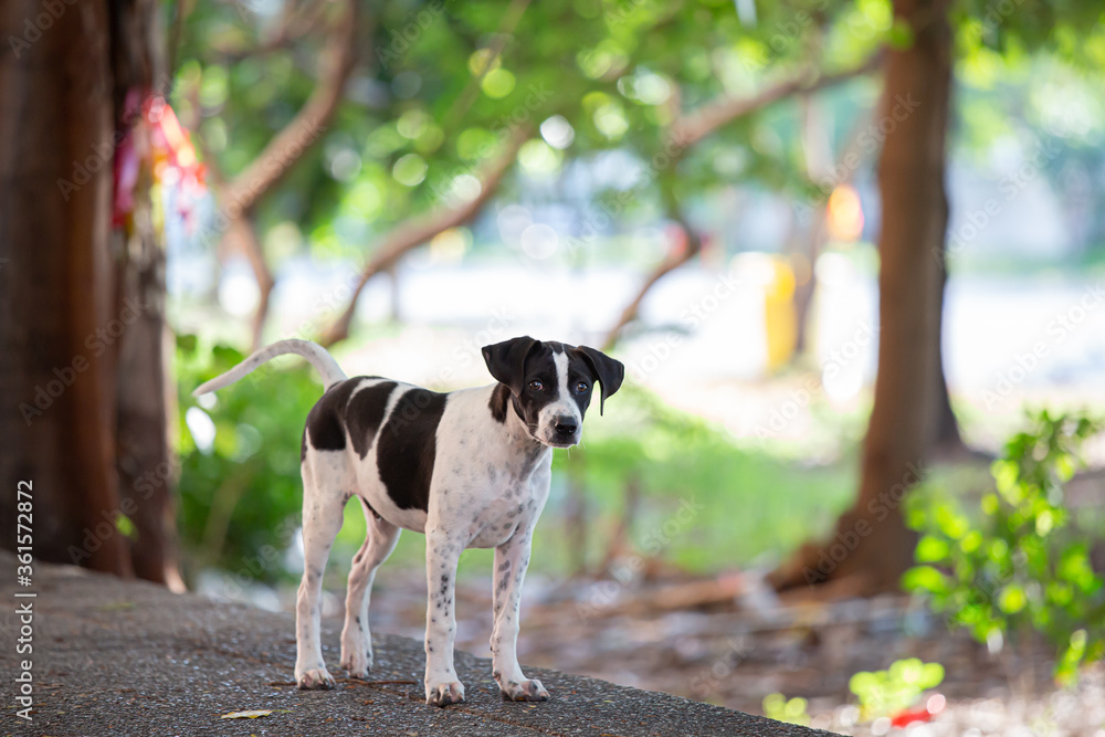 Thailand Homeless dog in the garden with blur background