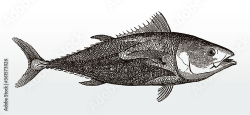 Endangered Atlantic bluefin tuna or tunny, thunnus, an important food fish in side view