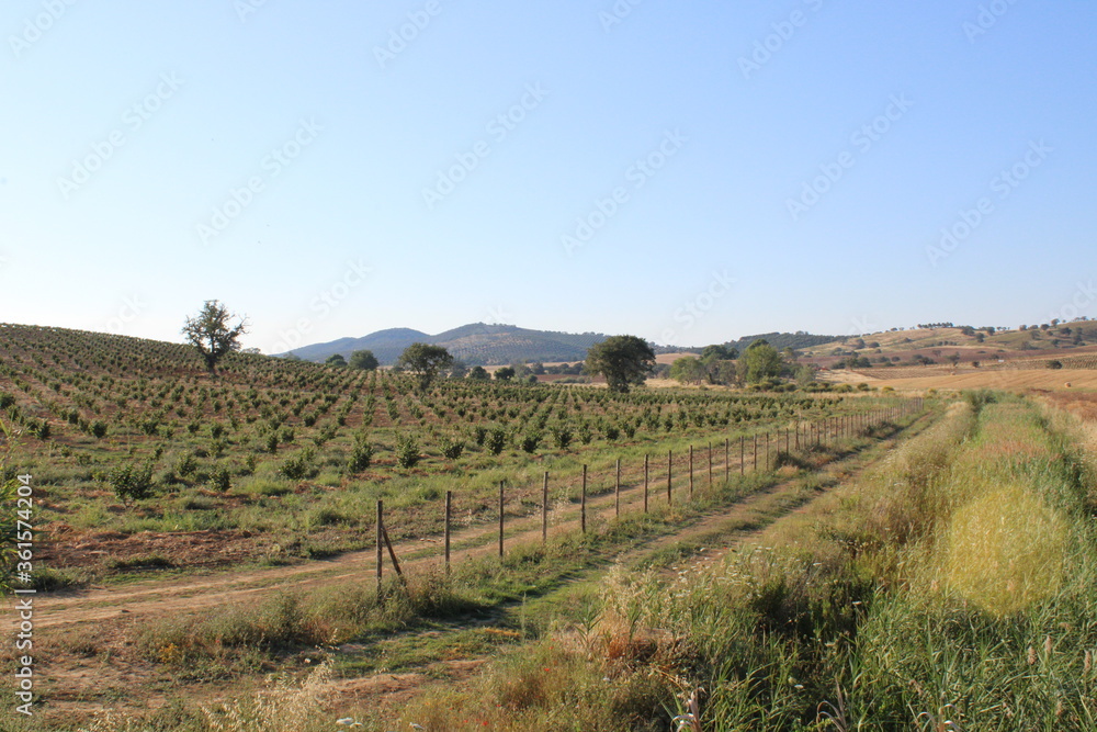 vineyard in tuscany vineyard in tuscany